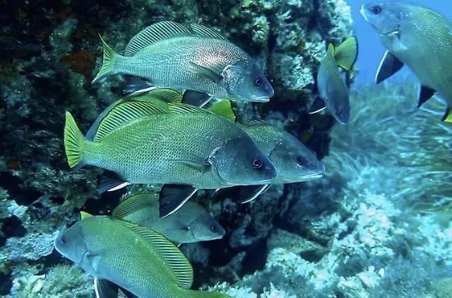 Hyeguy Pour 3 Personnes En Rez De Jardin Avec Piscine Commune A Giens Lejlighed